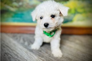Gulliver - Bichon Frise for sale