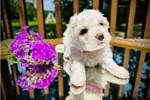 Gypsy - puppy for sale