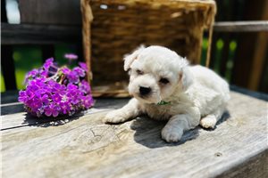 Gulliver - Bichon Frise for sale