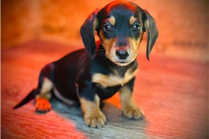 Finley - Dachshund, Mini for sale