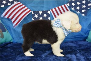 Gavin - Olde English Sheepdog for sale