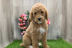 Dave - Poodle, Standard for sale