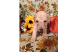 Barny - Poodle, Standard for sale
