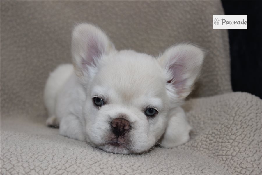 Enzo - French Bulldog for sale