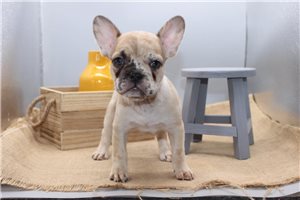 Posie - French Bulldog for sale