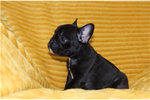 Lily - French Bulldog for sale