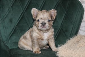 Birdie - puppy for sale