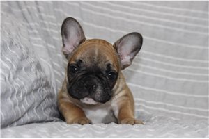 Luke - French Bulldog for sale