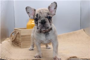 Ivory - French Bulldog for sale