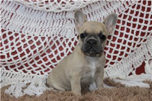 Wilma - French Bulldog for sale