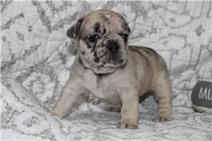 Ivory - French Bulldog for sale