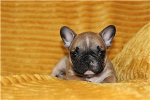 Luke - French Bulldog for sale