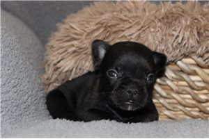 Peanut - French Bulldog for sale