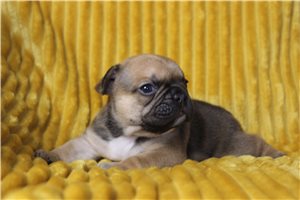 Gus - French Bulldog for sale