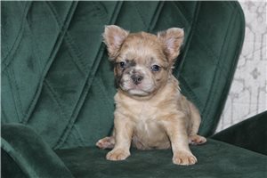 Ashe - French Bulldog for sale