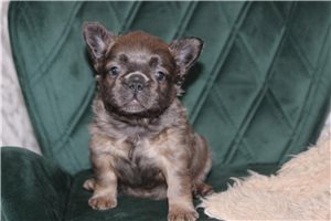 Bear - puppy for sale