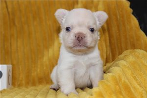 Enzo - French Bulldog for sale