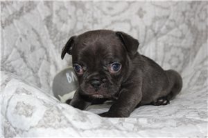 Daisy - French Bulldog for sale