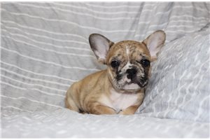 Lottie - French Bulldog for sale