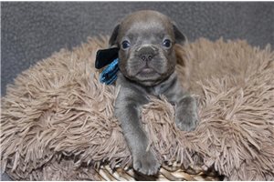 Prince - French Bulldog for sale