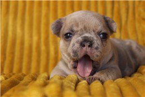Girly - French Bulldog for sale