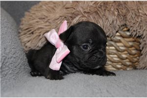 Poppy - French Bulldog for sale
