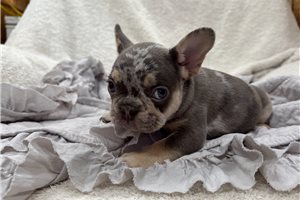 Gilbert - French Bulldog for sale