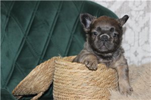 Bear - French Bulldog for sale