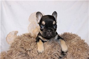 Griffin - French Bulldog for sale