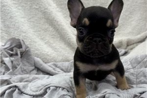 Griffin - French Bulldog for sale