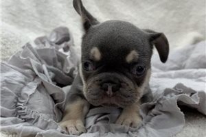 Grey - French Bulldog for sale