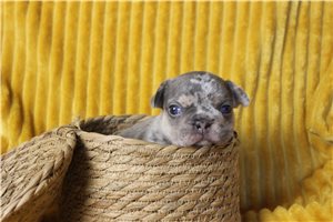 Gilbert - puppy for sale