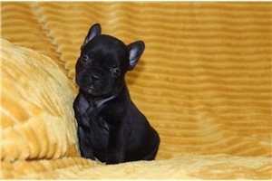 Peanut - French Bulldog for sale