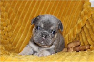 Sully - puppy for sale
