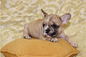 Lottie - French Bulldog for sale