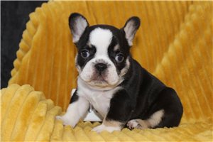 Della - French Bulldog, placed in Springfield
