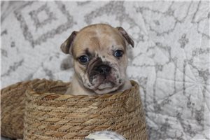 Posie - French Bulldog for sale