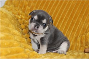 Samm - French Bulldog for sale