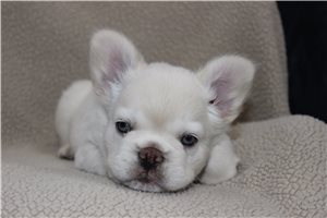 Enzo - French Bulldog for sale