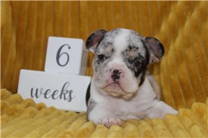 Darla - French Bulldog for sale