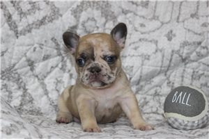 Violet - puppy for sale