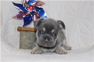 Sully - French Bulldog for sale