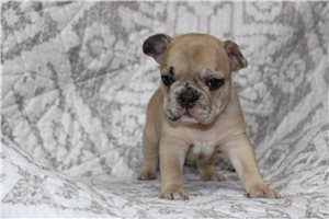 Poppy - French Bulldog for sale