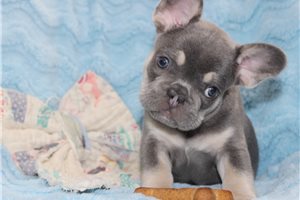 Sully - French Bulldog for sale