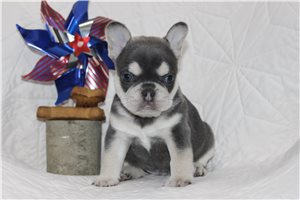 Samm - French Bulldog for sale