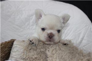 Enzo - French Bulldog for sale