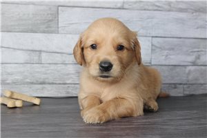 Tide - puppy for sale