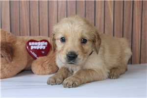 Pearl - Golden Retriever for sale