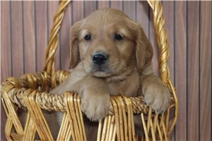 Dune - puppy for sale