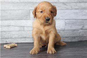 Dune - puppy for sale